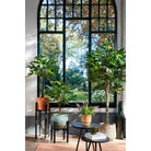 Artificial plant Pachira Green by Mica Decorations