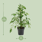 Ficus Benjamina Danita – Ø17 cm – ↕70 cm von MEERgroothandel Planten