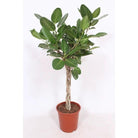 Ficus benghalensis – Ø27 ↕120 von MEERgroothandel Planten