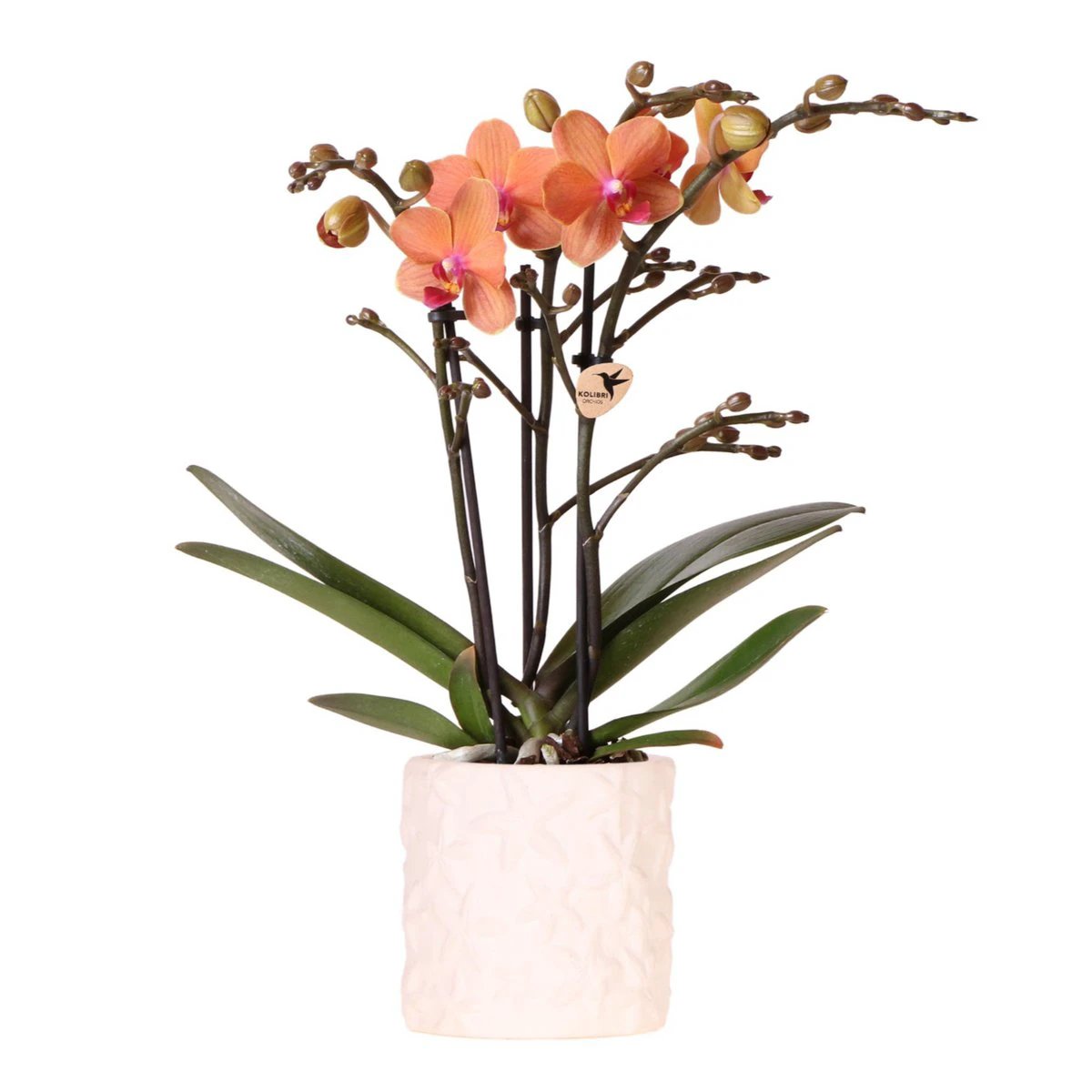 Hummingbird Orchids | Orange orchid Bolzano + Star Fish decorative pot - pot size Ø9cm | flowering houseplant - fresh from the grower by Kolibri Company