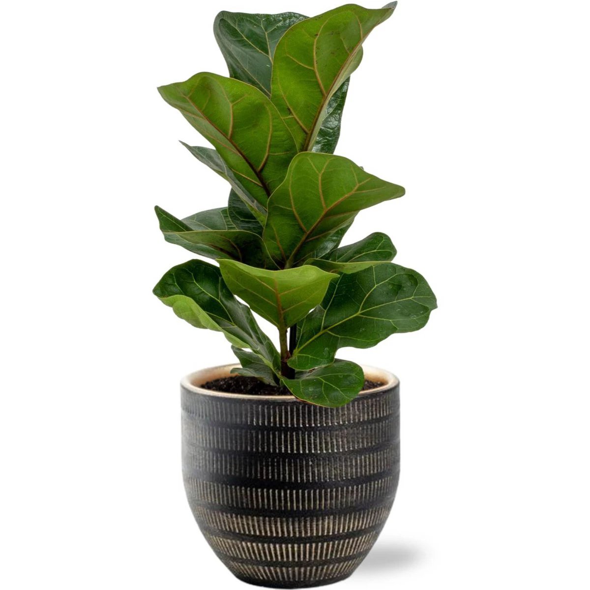 Ficus Lyrata – Ø12 cm – ↕30 cm + Beau Topf D14x13 cm – Schwarz von MEERgroothandel Planten
