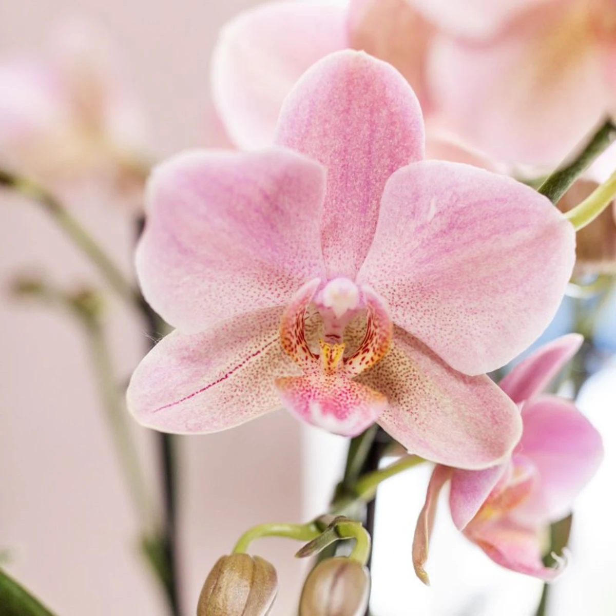 Kolibri Company Kolibri Company | Kombi-Angebot mit 4 Phalaenopsis-Orchideen – Treviso – Topfgröße Ø12 cm | blühende Zimmerpflanze – frisch vom Züchter von Kolibri Company