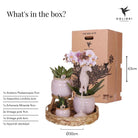Hummingbird Company | Gift set Romantic| Plant set with pink Phalaenopsis Orchid and Succulents incl. ceramic decorative pots by Kolibri Company