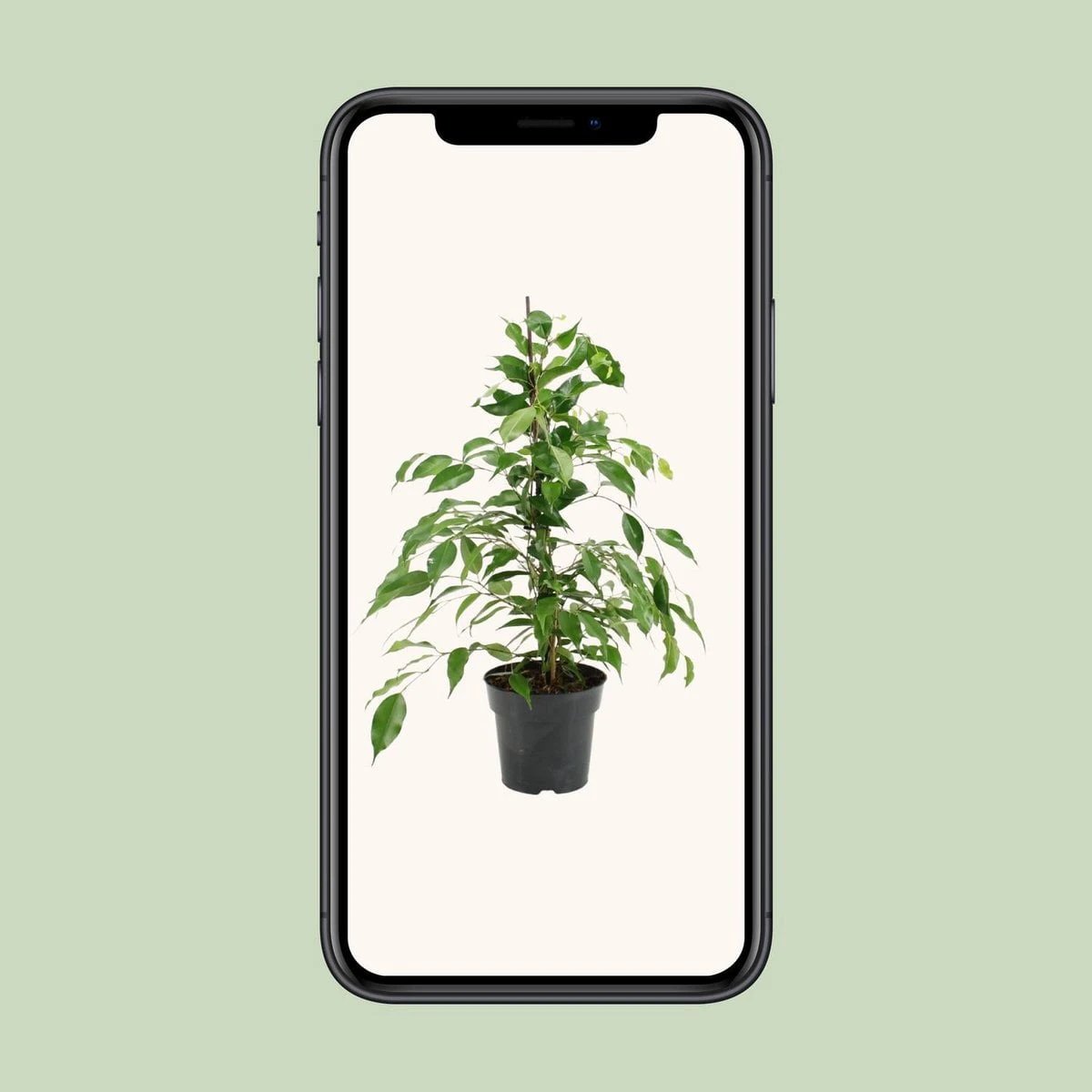 Ficus benjamina Danita – Ø17 cm – ↕70 cm von MEERgroothandel Planten