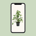 Ficus benjamina Danita – Ø17 cm – ↕70 cm von MEERgroothandel Planten