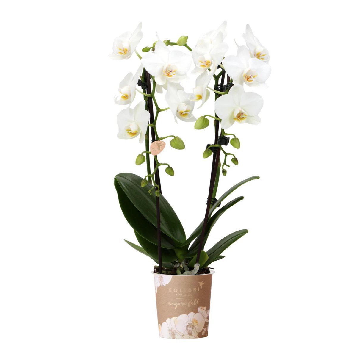 Colibr Orchids | white Phalaenopsis orchid - Nigara Fall - potmate Ø9cm | -driving room plant - freshly from the grower by Kolibri Company
