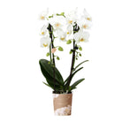 Colibr Orchids | weiße Phalaenopsis-Orchidee - Nigara Fall - Topfmaß Ø9cm | -Wohnzimmerpflanze - frisch vom Züchter von Kolibri Company