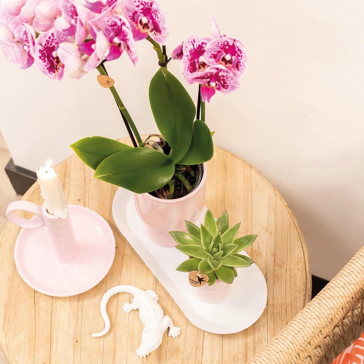 Hummingbird Orchids | COMBI DEAL of 4 pink purple phalaenopsis orchids - El Salvador - pot size Ø9cm | flowering houseplant - fresh from the grower by Kolibri Company
