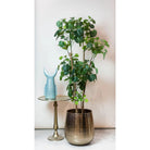 Kunstplant - Polyscias - Aralia - 160 cm by Green boutiQ
