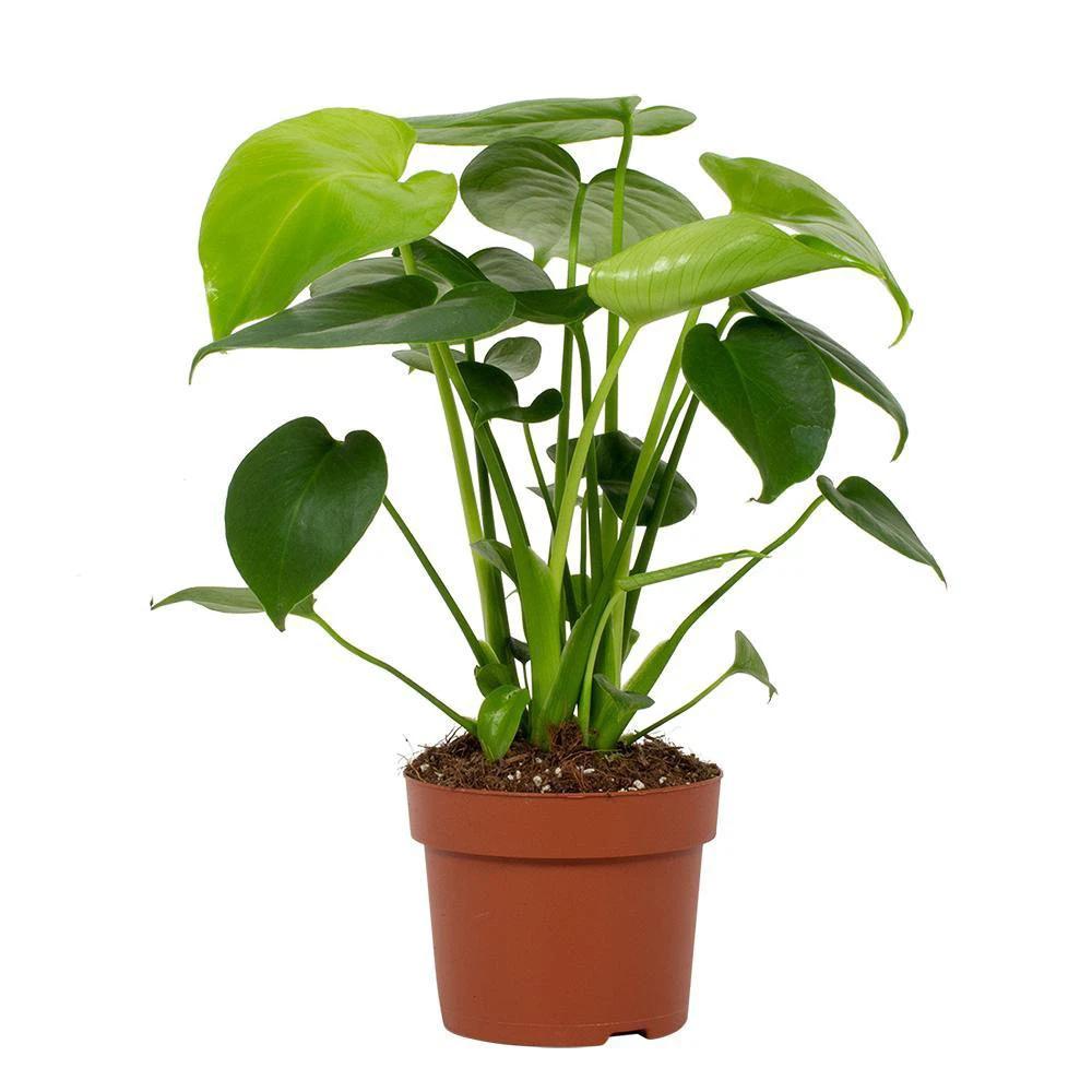 Monstera Deliciosa Tauerii 12cm - Ø12cm - ↕30cm by MEERgroothandel Planten