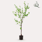 Kunstplant - Tropseolum attractive - Oost Indistent - 150 cm by Green boutiQ