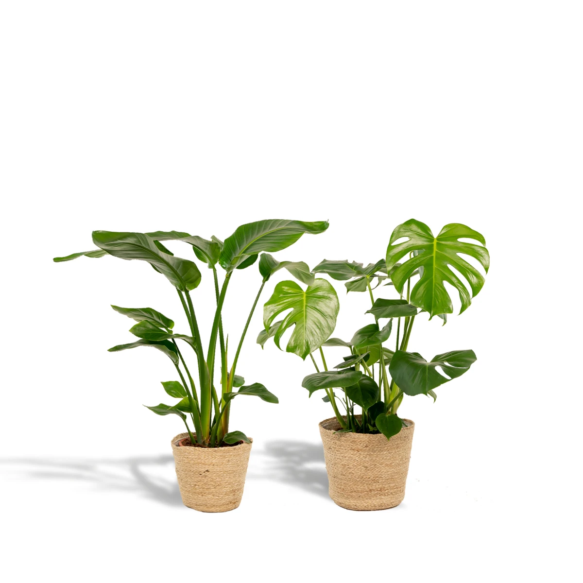 Strelitzia Nicolai - Ø19cm - ↕85cm + Monstera Deliciosa - Ø21cm - ↕75cm + Mand Selin by MEERgroothandel Planten