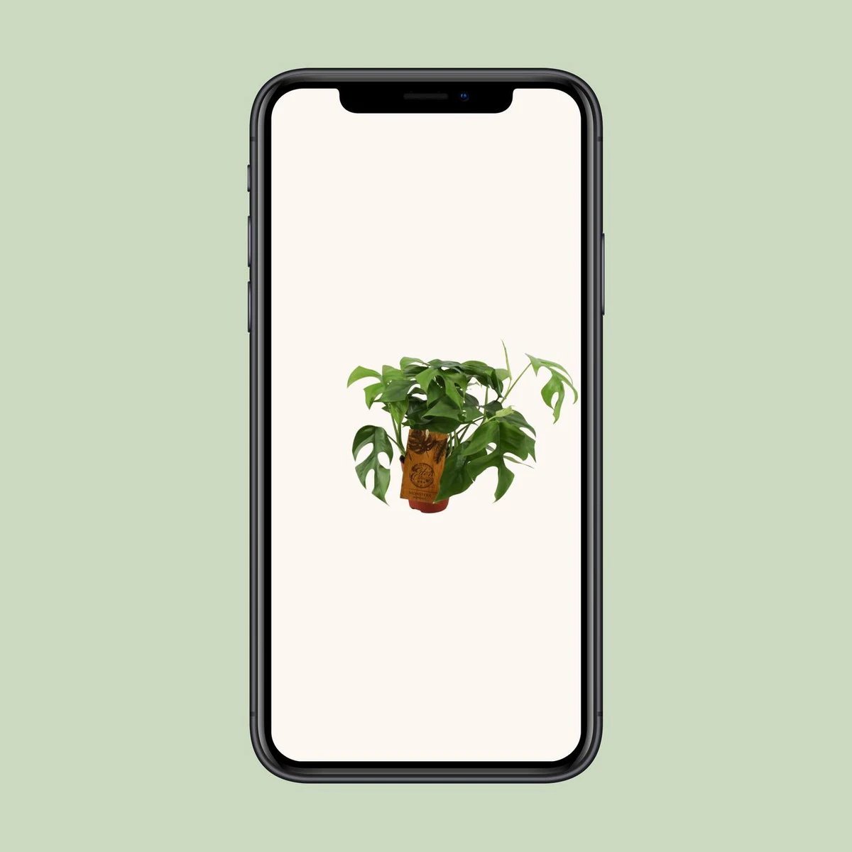 Monstera Minima - Ø12cm - ↕30cm by MEERgroothandel Planten
