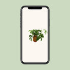 Monstera Minima - Ø12cm - ↕30cm by MEERgroothandel Planten