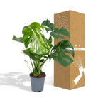 Monstera Deliciosa - Hole plant - Ø21cm - ↕65cm by MEERgroothandel Planten