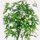 Artificial plant - Pachira Aquatica - Money tree - 180 cm by Green boutiQ