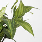 Artificial plant Hosta Green by Mica Decorations