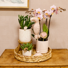Kolibri Company | Gift Set Love Pink | Plant set with pink phalaenopsis orchid and succulents incl. Ceramic decorative pots by Kolibri Company