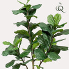 Art plant - Ficus Lyrata - Tobacco Plant - 180 cm by Green boutiQ