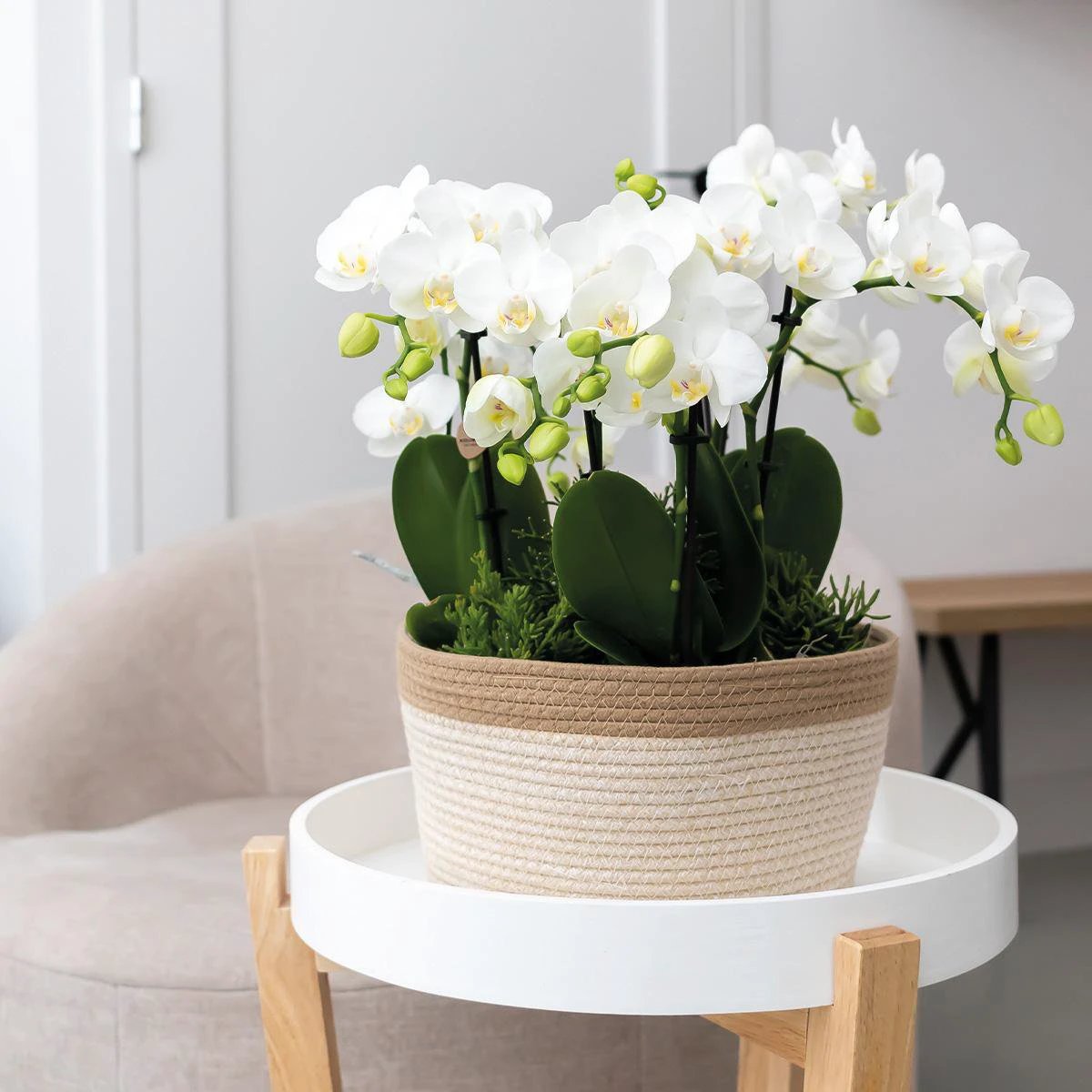 Kolibri Orchids | Orange Plant Set In Cotton Basket incl. Water reservoir | Three Orange Orchids Bolzano 9cm and three green plants | Jungle Bouquet Orange with self -sufficient water reservoir by Kolibri Company