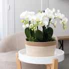 Kolibri Orchids | Orange Plant Set In Cotton Basket incl. Water reservoir | Three Orange Orchids Bolzano 9cm and three green plants | Jungle Bouquet Orange with self -sufficient water reservoir by Kolibri Company