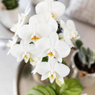 Hummingbird Orchids | white Phalaenopsis orchid - Amabilis + Elite pot silver- pot size Ø9cm - 35cm high | blooming houseplant - fresh from the grower by Kolibri Company