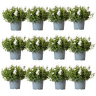 Campanula Addenda - Glockenblume weiß Topfgröße 12 cm - 2 m2 Bodendecker - 12 Stück - Ambella weiß - Gartenpflanzen - winterhart von Kolibri Company