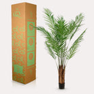 Art plant - Areca lutescens - Gold palm - 180 cm by Green boutiQ