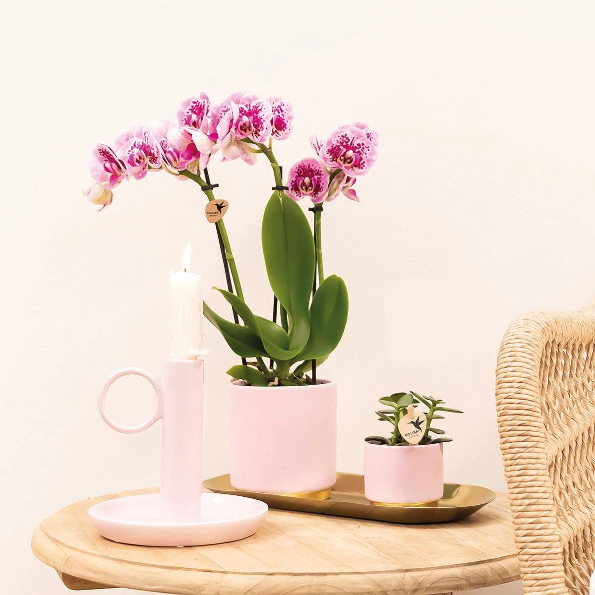 Hummingbird Orchids | COMBI DEAL of 4 pink purple phalaenopsis orchids - El Salvador - pot size Ø9cm | flowering houseplant - fresh from the grower by Kolibri Company