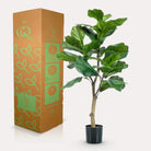 Artificial plant - Ficus Lyrata - Tobacco plant - 90 cm by Green boutiQ