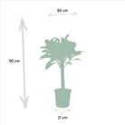 Ficus elastica „Melany“ – ↨85 cm – Ø21 cm + Alocasia wentii – ↨60 cm – Ø19 cm von MEERgroothandel Planten