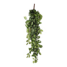 Artificial hanging plant Fittonia Green by Mica Decorations