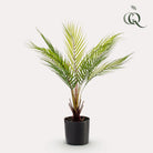 Art plant - Chamaedorea - Bergpalm - 50 cm by Green boutiQ
