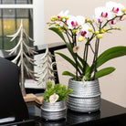 Kolibri Home | Groove Flowerpot - Silver Ceramic Sierpot - Ø6cm by Kolibri Company