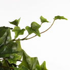 Artificial hanging plant Ivy Green by Mica Decorations