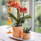 Hummingbird Home | Candy decorative pot - Peach - Ø6cm by Kolibri Company