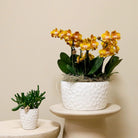 Kolibri Orchids | Orange Orchid Set In Honey Dish incl. Water reservoir | Three Orange Orchids Las Vegas12CM | Mono Bouquet White with self -sufficient water reservoir by Kolibri Company