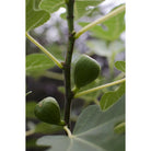 Ficus GustissimoÂ® PerrettaÂ® - ↕50 cm - Ø19 von MEERgroothandel Planten