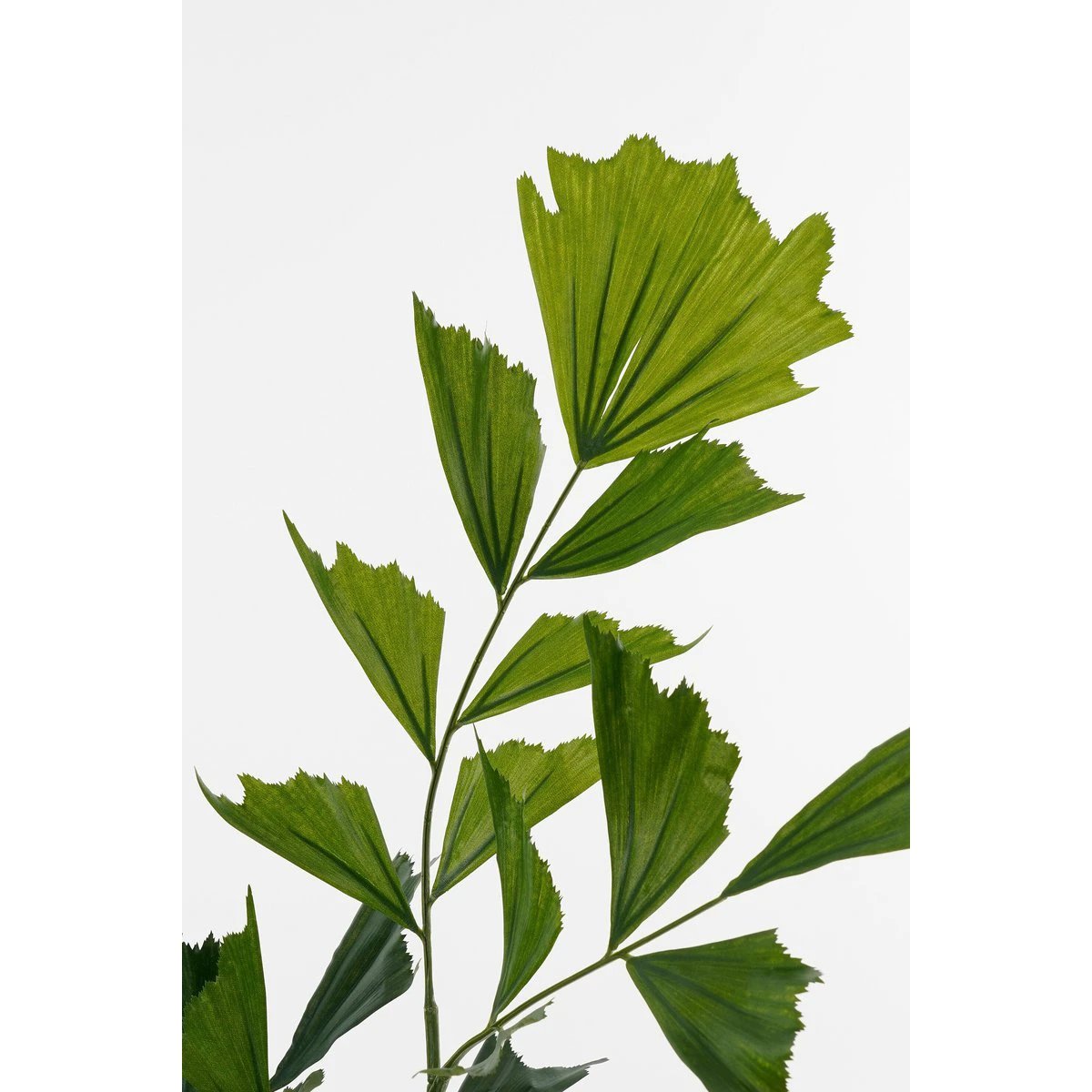 Artificial Plant Fishtail Green by Mica Decorations