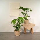 Strelitzia Nicolai - Ø19cm - ↕85cm + Monstera Deliciosa - Ø21cm - ↕75cm + Mand Selin by MEERgroothandel Planten