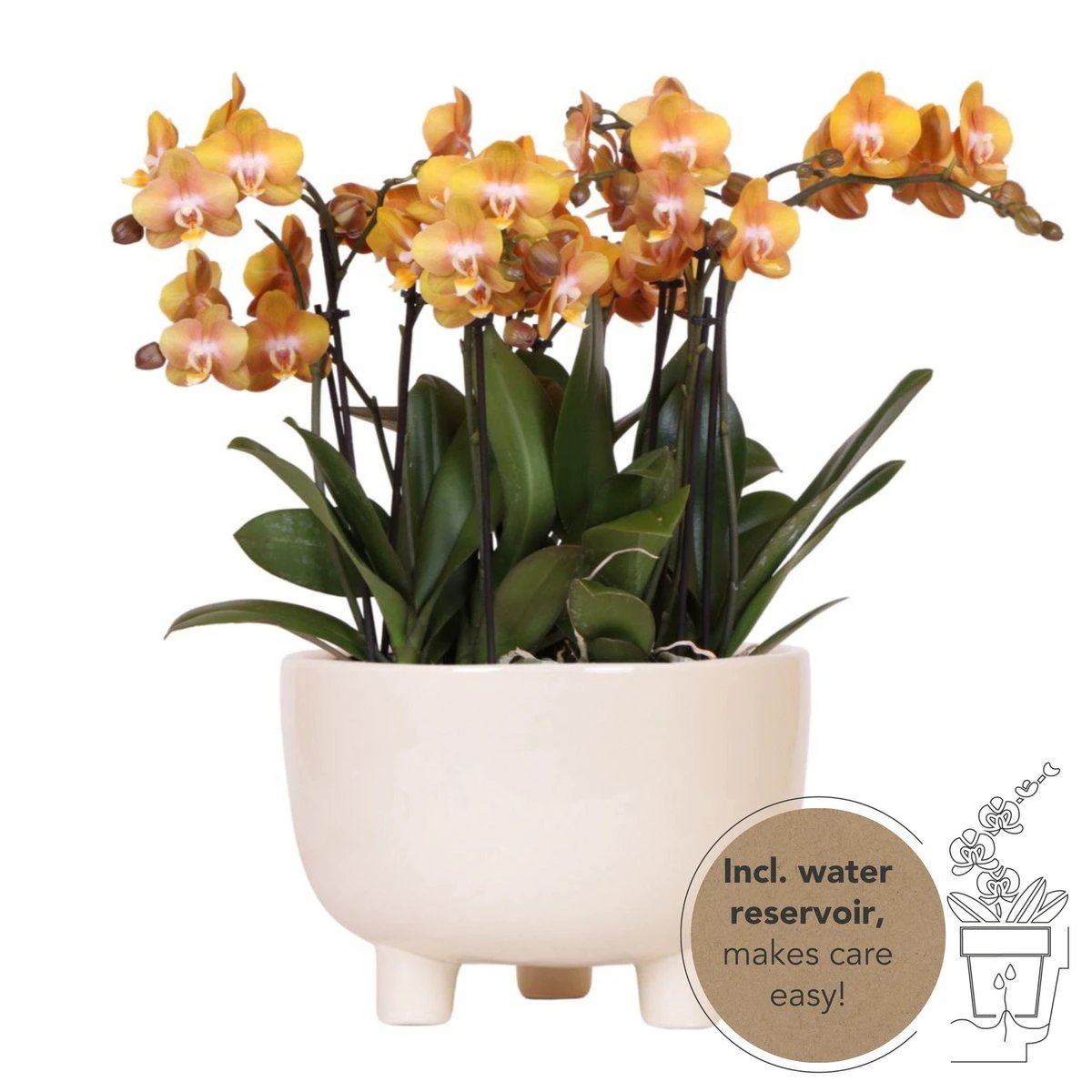 Kolibri Orchids | Orange plant set in Gummy Dish incl. Water reservoir | Three Orange Orchids | Mono Bouquet Orange with self -sufficient water reservoir by Kolibri Company