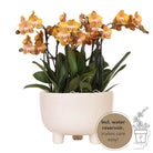 Kolibri Orchids | Orange plant set in Gummy Dish incl. Water reservoir | Three Orange Orchids | Mono Bouquet Orange with self -sufficient water reservoir by Kolibri Company