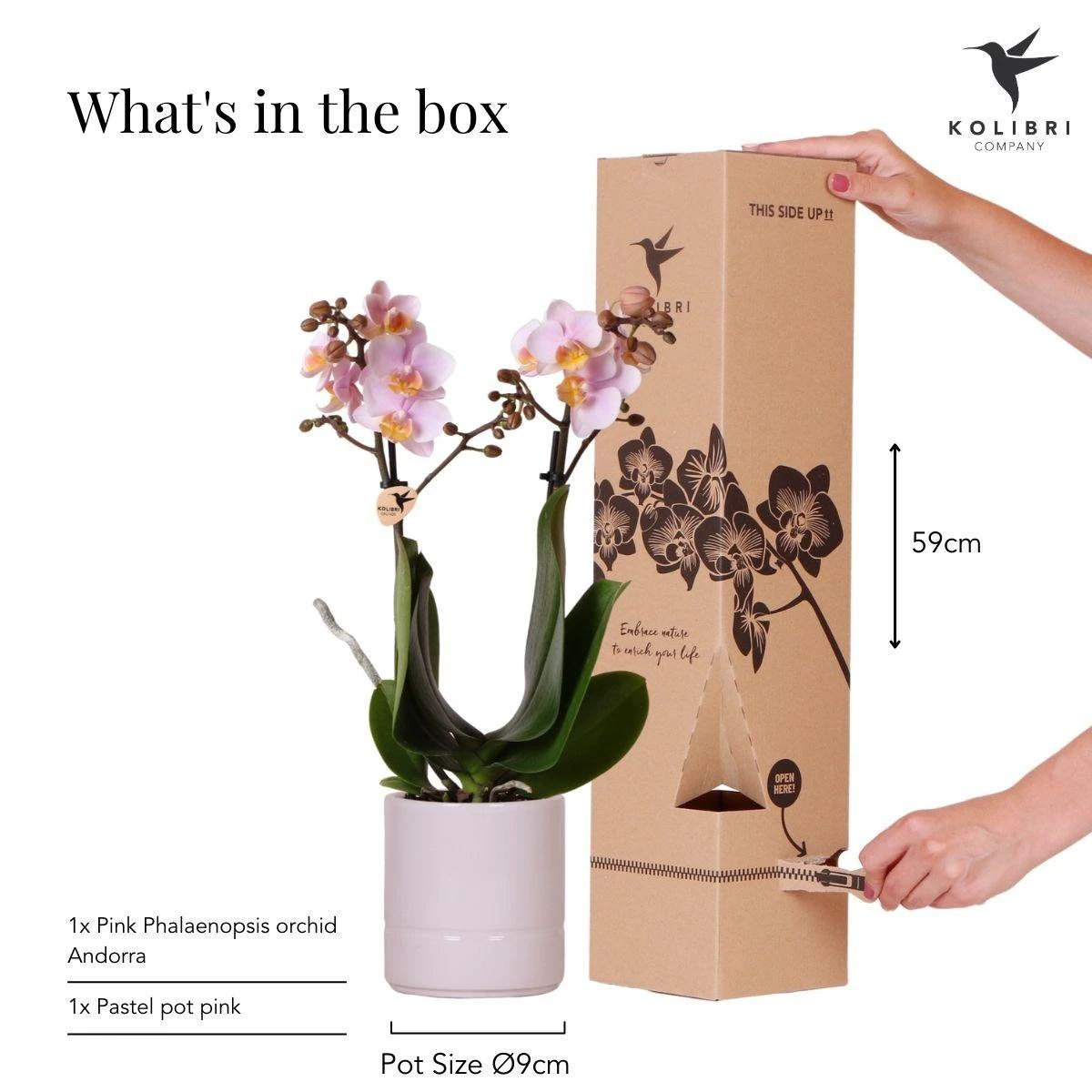 Hummingbird Orchids | Pink phalaenopsis orchid - Andorra + Pastel pot pink - pot size Ø9cm | flowering houseplant - fresh from the grower by Kolibri Company
