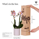 Hummingbird Orchids | Pink phalaenopsis orchid - Andorra + Pastel pot pink - pot size Ø9cm | flowering houseplant - fresh from the grower by Kolibri Company