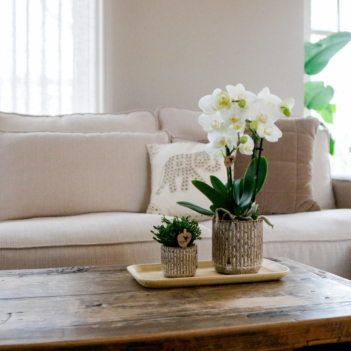 Kolibri Orchids | Gift set Untamed Nature small | Groene plant met witte Phalaenopsis orchidee Amabilis in Jaguar sierpotten op bamboe dienblad by Kolibri Company