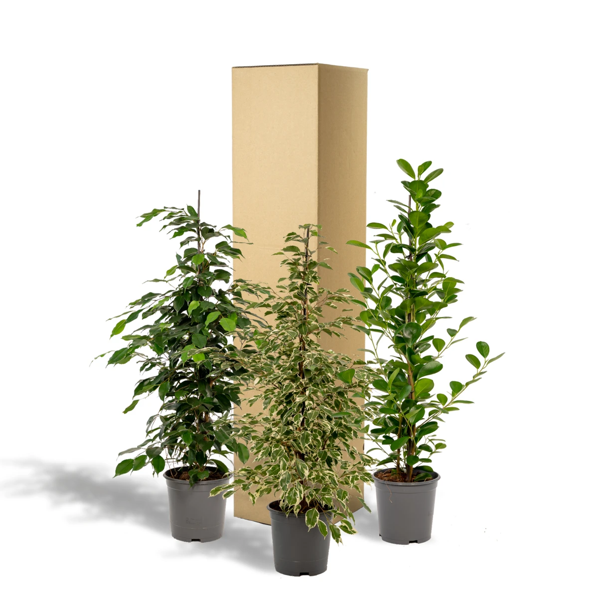 Ficus Benjamina Danielle - Ø21cm - ↕95cm + Ficus Benjamina Twilight - Ø21cm - ↕95cm + Ficus Microcarpa Moclame - Ø21cm - ↕95cm by MEERgroothandel Planten