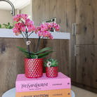 Kolibri Orchids | rode phalaenopsis orchidee Congo + Diamond Pearl Pot rood - potmaat Ø9cm | bloeiende kamerplant - vers van de kweker by Kolibri Company