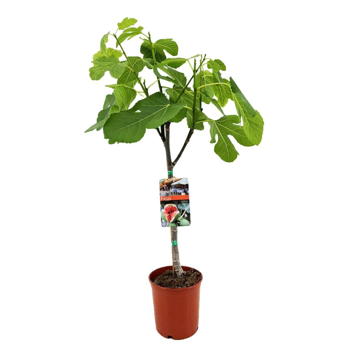 Ficus Carica - Ø17cm - ↕80cm by MEERgroothandel Planten