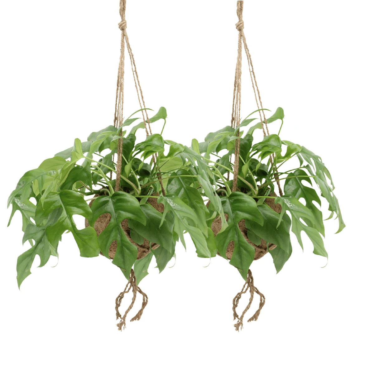 Kokodama Monstera Minima Hang (hole plant) - 2 pieces - Ø15cm - ↕25cm by MEERgroothandel Planten
