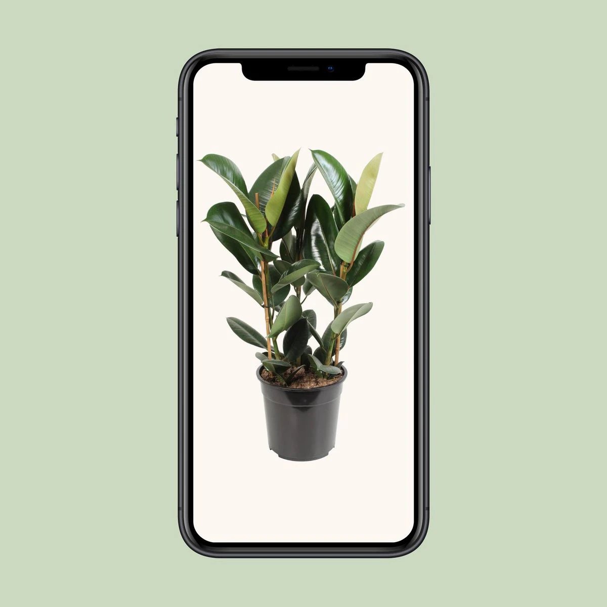 Ficus Elastica Robusta - Ø27cm - ↕85cm by MEERgroothandel Planten